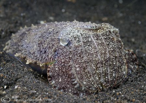Cuttlefish. Lembeh straits. D200, 60mm. by Derek Haslam 